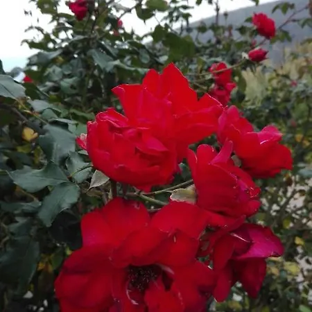 Oroverde 3* Берджеджи