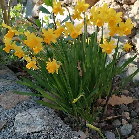 Oroverde فندق