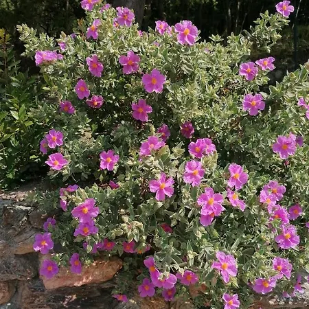فندق Oroverde